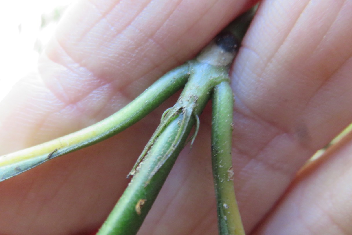 Stipules du Bois de Losto café IMG_1816