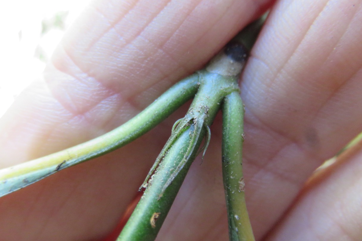 Stipules du Bois de Losto café IMG_1817