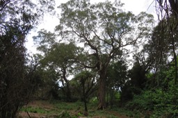 Tamarin des Hauts IMG_1843