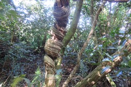 Torsade de Liane Marabit IMG_1789