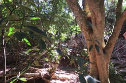 Tronc de Melicopee obtusifolia IMG_1782