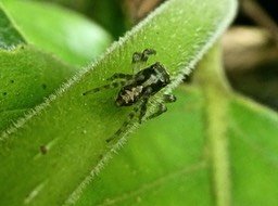 araignée P1670050