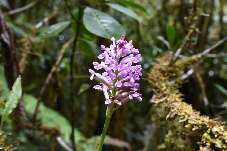 Arnottia mauritiana