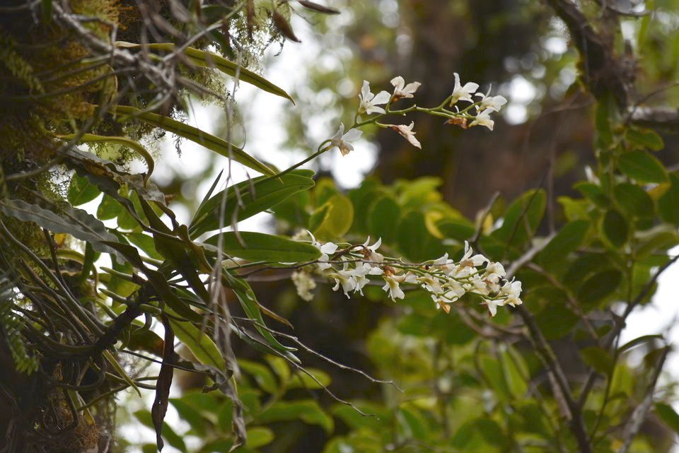 Beclardia macrostachya - EPIDENDROIDEAE - Indigène Réunion