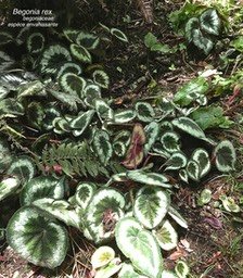 Begonia rex .begoniaceae.espèce envahissante .IMG_0697