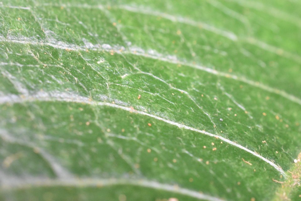 Claoxylon setosum - poils sur la feuille