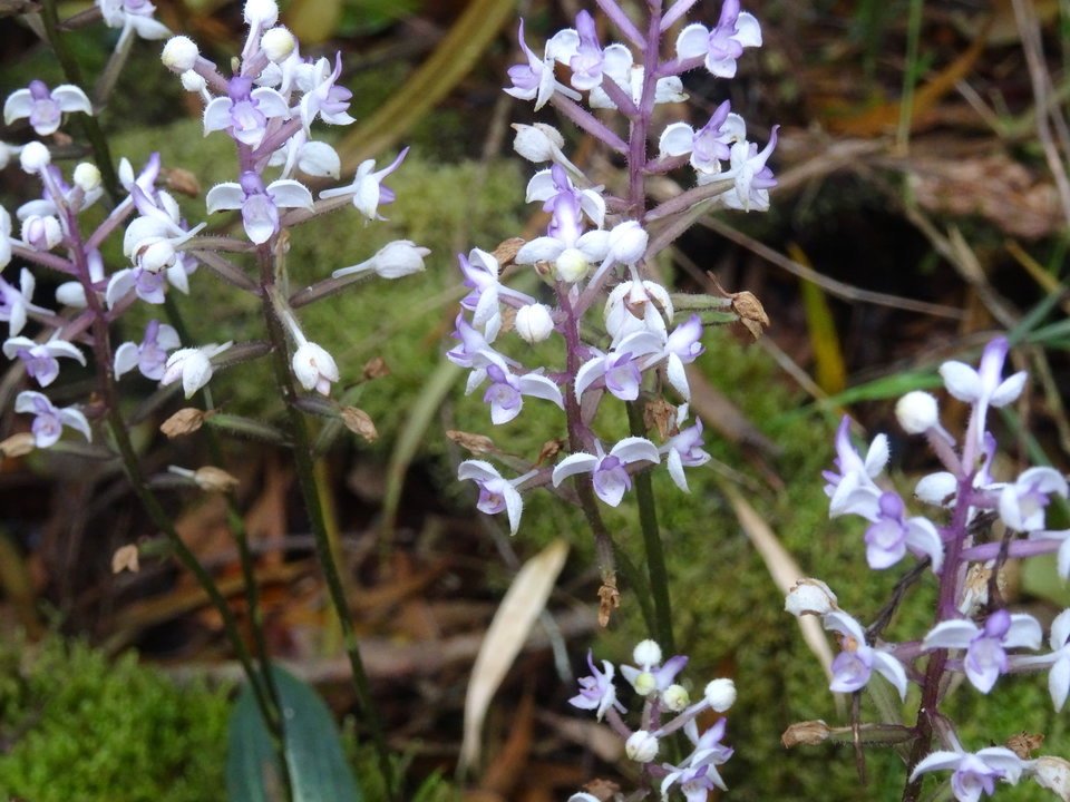 Cynorkis ridleyi - ORCHIDOIDEAE - Indigène Réunion
