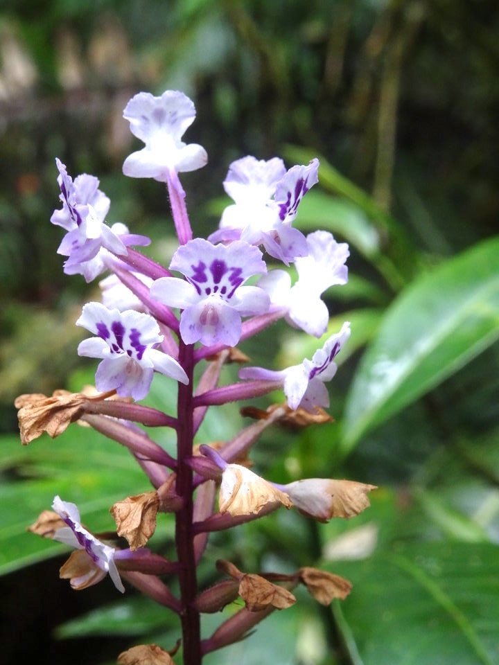 Cynorkis squamosa - ORCHIDOIDEAE - Indigène Réunion