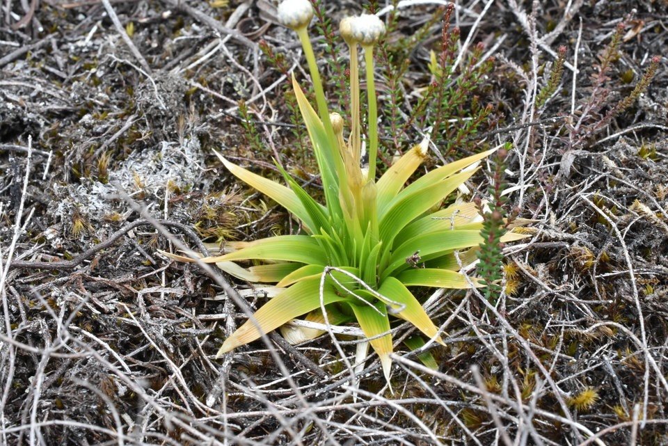 Eriocaulon striatum - ERIOCAULACEAE - Indigène Réunion