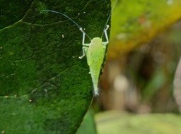 larve de cicadelle .P1670001
