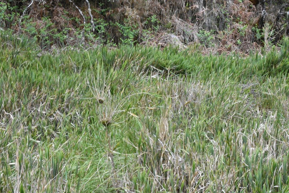 Nastus borbonicus - Calumet - POACEAE - Endémique Réunion