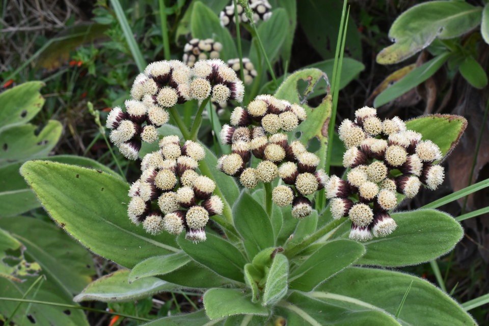 Psiadia anchusifolia - Bouillon blanc - ASTERACEAE - Endémique Réunion
