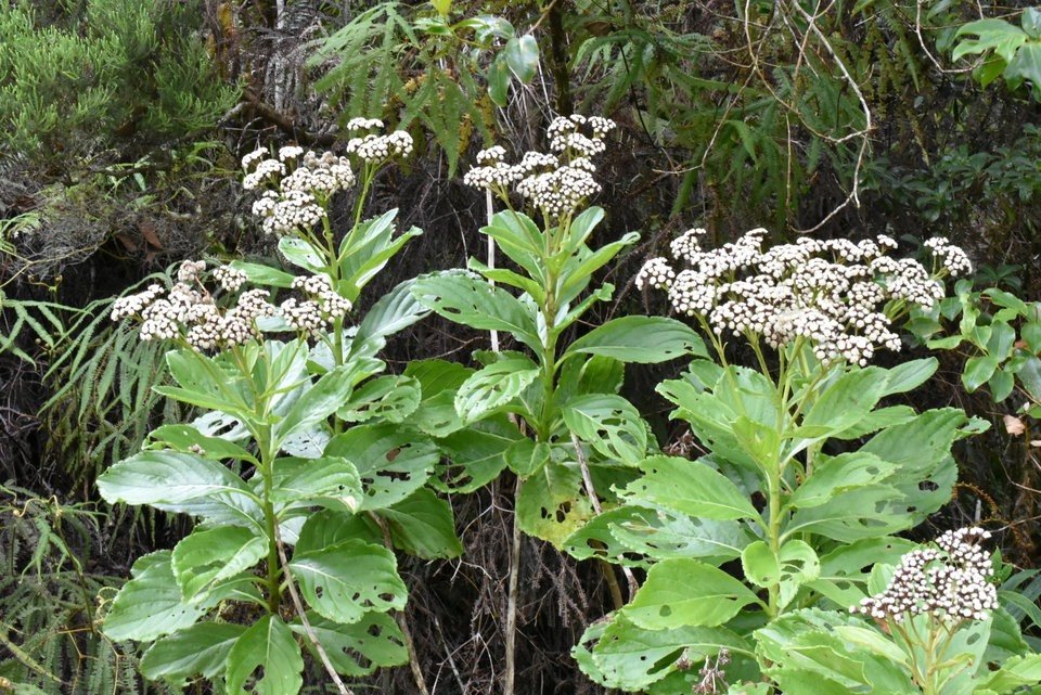 Psiadia boivinii - Tabac marron - ASTERACEAE - Endémqie Réunion