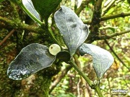 Viscum triflorum.sourichaude . santalaceae P1660953