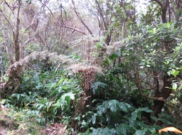 4. Exemple rare de Fougère de laine arborescente - Blotiella pubescens - Fougère de laine - DENNSTAEDIAC.