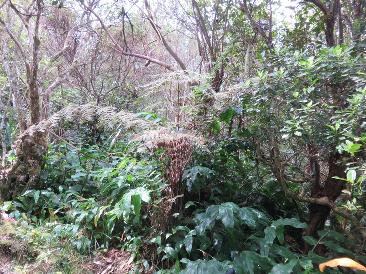 4. Exemple rare de Fougère de laine arborescente - Blotiella pubescens - Fougère de laine - DENNSTAEDIAC.