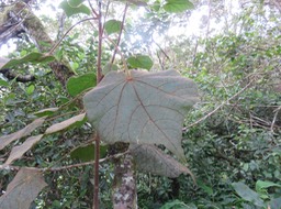 6. Dombeya......??? pilosa
