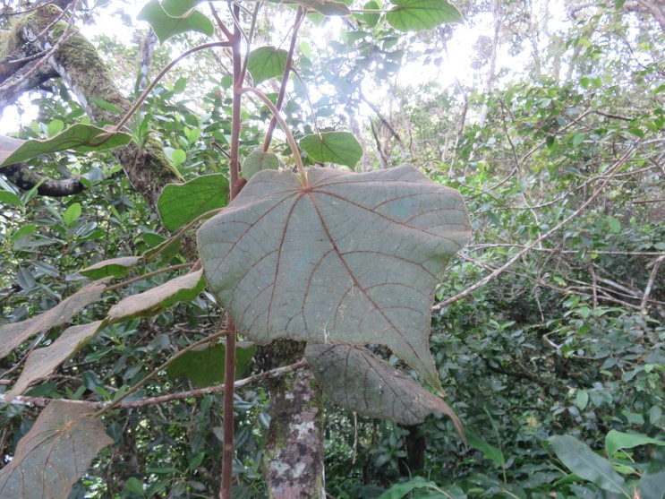 6. Dombeya......??? pilosa
