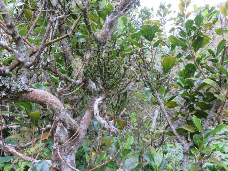 7. Korthalsella opuntia Souris chaude SANTALACEE indigène