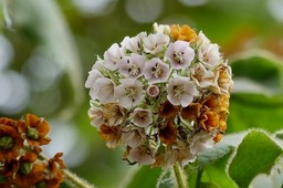 Dombeya