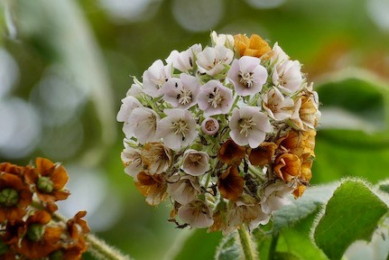 Dombeya