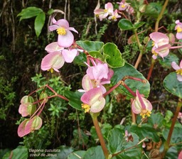 Begonia cucullata.coeur de Jésus.begoniaceae.espèce envahissante.P1013212