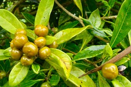 bois de joli coeur