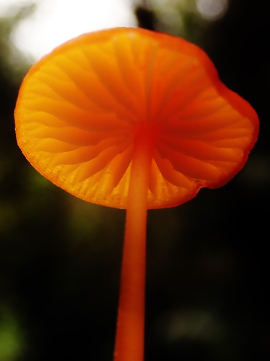 Champignon (3)
