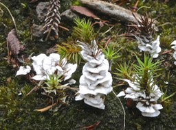 champignon “neigeux “sur de la mousse  ?   ( Xylaire ??? ) P1013267