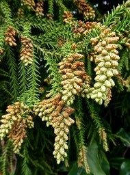 Cryptomeria japonica.cryptomeria du Japon.(avec inflorescences mâles) cupressaceae;P1013219