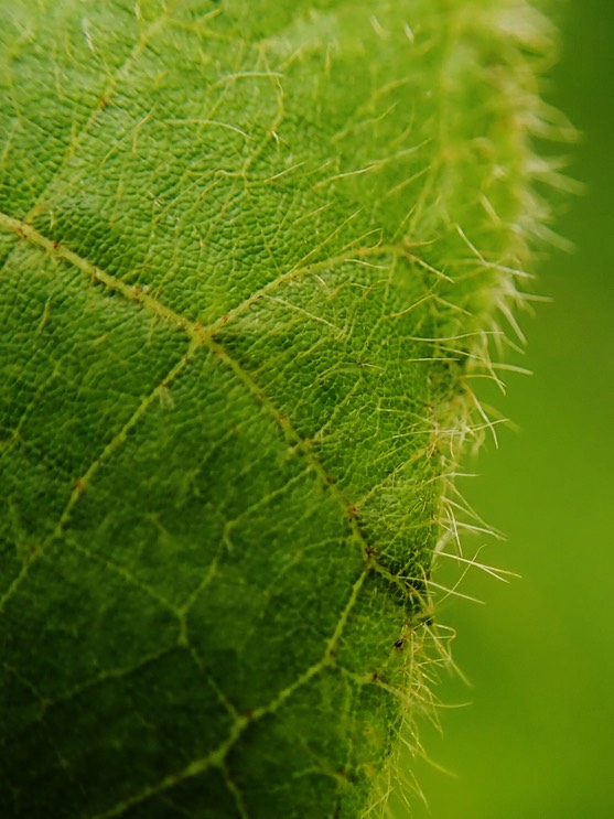 Dombeya pilosa (2)