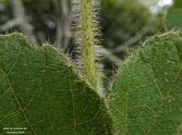 Dombeya pilosa.mahot blanc.( feuille/détail )malvaceae.endémique Réunion.P1013420