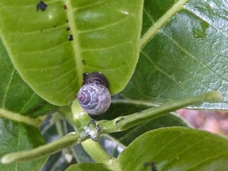 escargot Omphalotropis sp sur petit bois de catafaille .P1013319