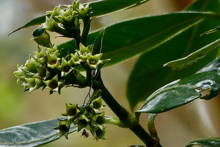 Gaertnera vaginata ,Losto café