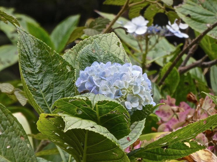 Hydrangea macrophylla .hortensia .hydrangeaceae.espèce envahissante.P1013455