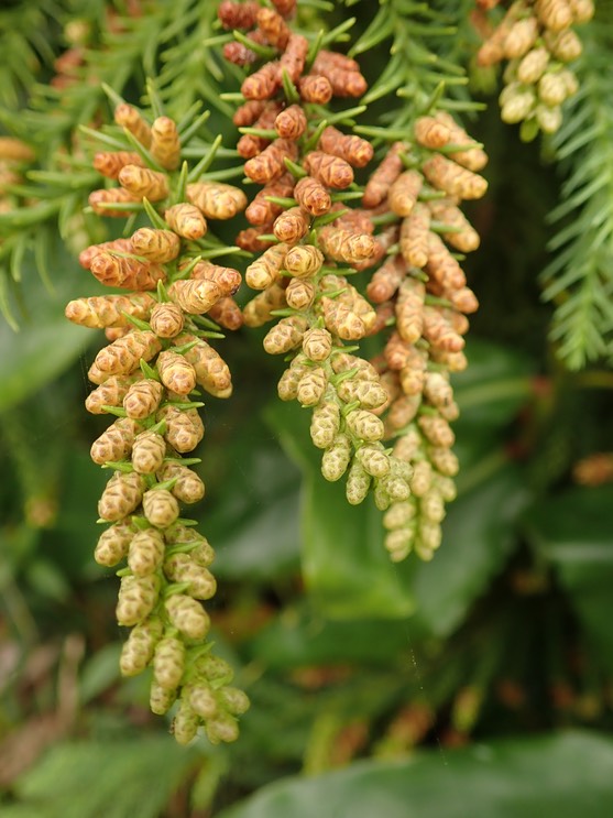 inflorescences mâles de Cryptomeria japonica
