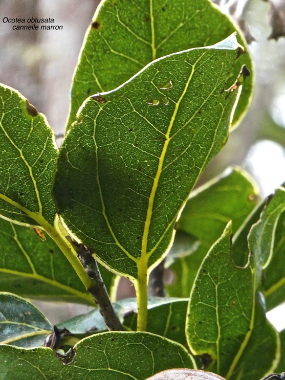 Ocotea obtusata.cannelle marron.lauraceae.endémique Réunion Maurice.P1013477