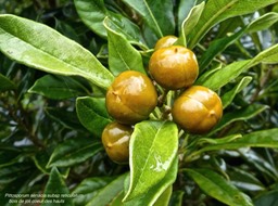 Pittosporum senacia subsp reticulatum.bois de joli coeur des hauts .endémique Réunion.P1013224