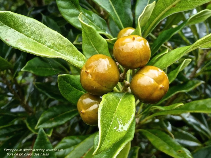 Pittosporum senacia subsp reticulatum.bois de joli coeur des hauts .endémique Réunion.P1013224