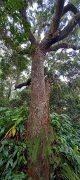 Vieux ridé pionnier de la forêt