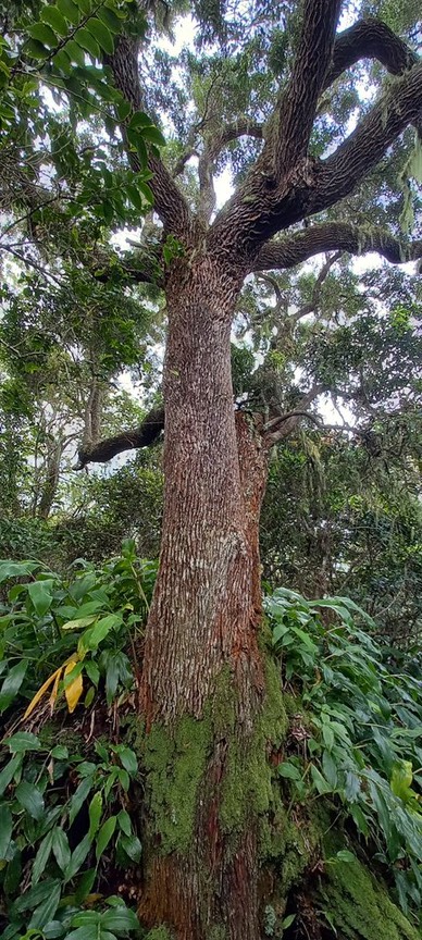 Vieux ridé pionnier de la forêt