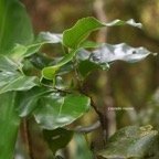 Ocotea obtusata Cannelle marron Lauraceae  Endémique La Réunion, Maurice 7316.jpeg