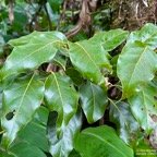 Ocotea obtusata  Cannelle  marron .lauraceae. endémique Réunion Maurice..jpeg