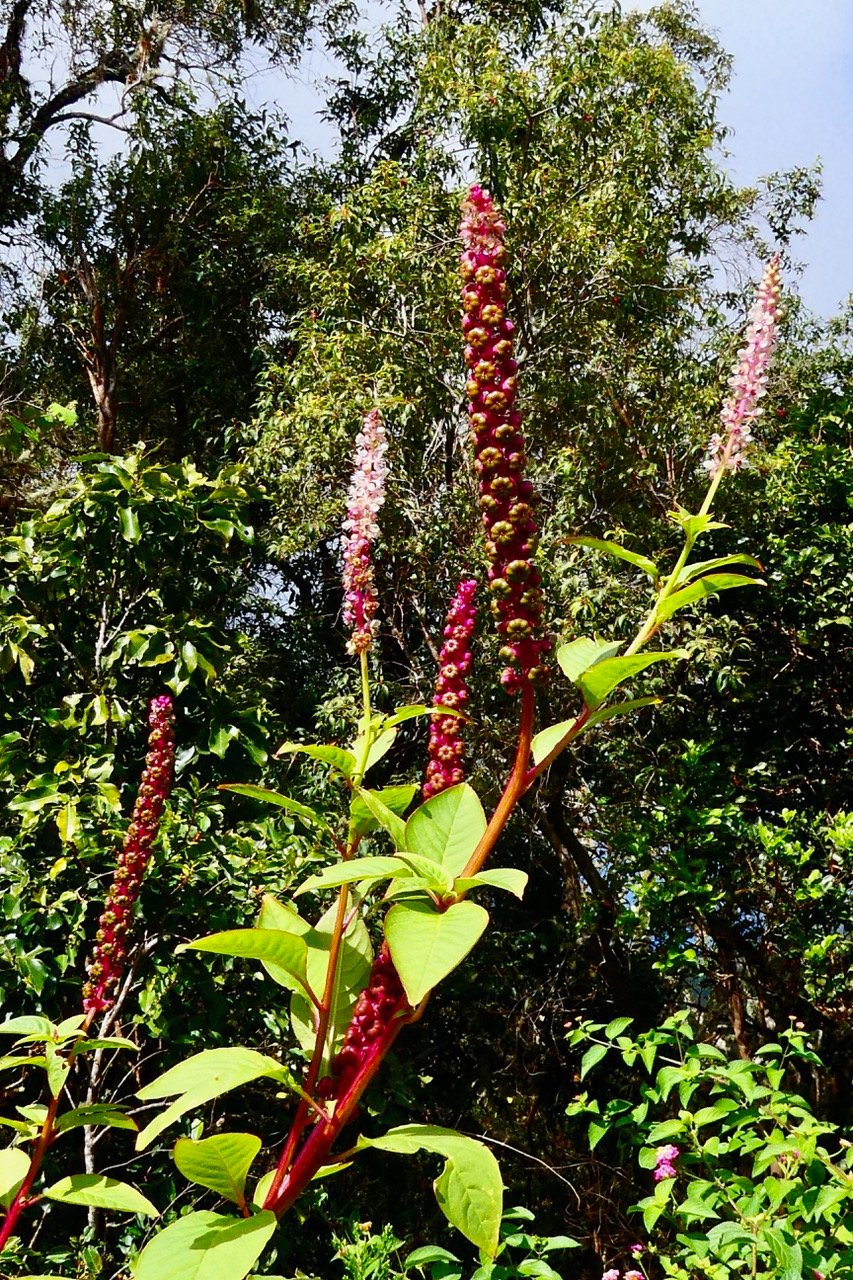 Phytolacca americana.faux vin.raisin d&rsquo;Amérique.phytolaccaceae.amphinaturalisé. Pilea borbonica  Endémique.jpeg