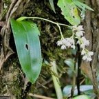 Polystachya cultriformis .orchidaceae. indigène Réunion..jpeg