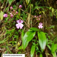 26- C. purpurascens (4).jpg