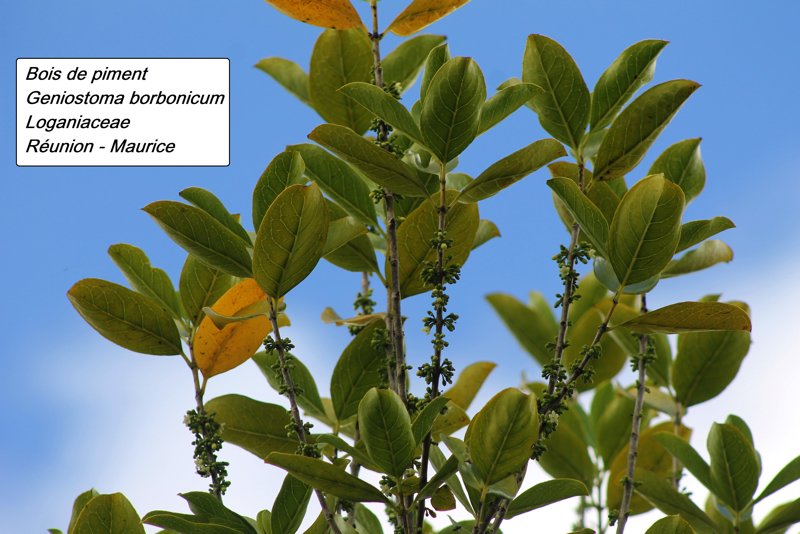 51- Bois de piment.JPG
