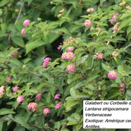 54- Lantana (3).JPG