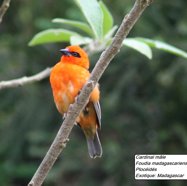 60- Cardinal (2).JPG