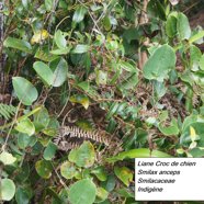70- Liane Croc de chien.JPG